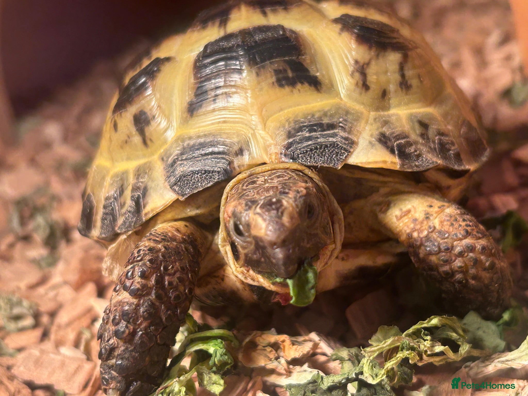 Tortoise reptiles Horsefield tortoise - Advert 4