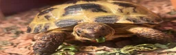 Tortoise reptiles for sale: Horsefield tortoise in Shifnal - Advert 1