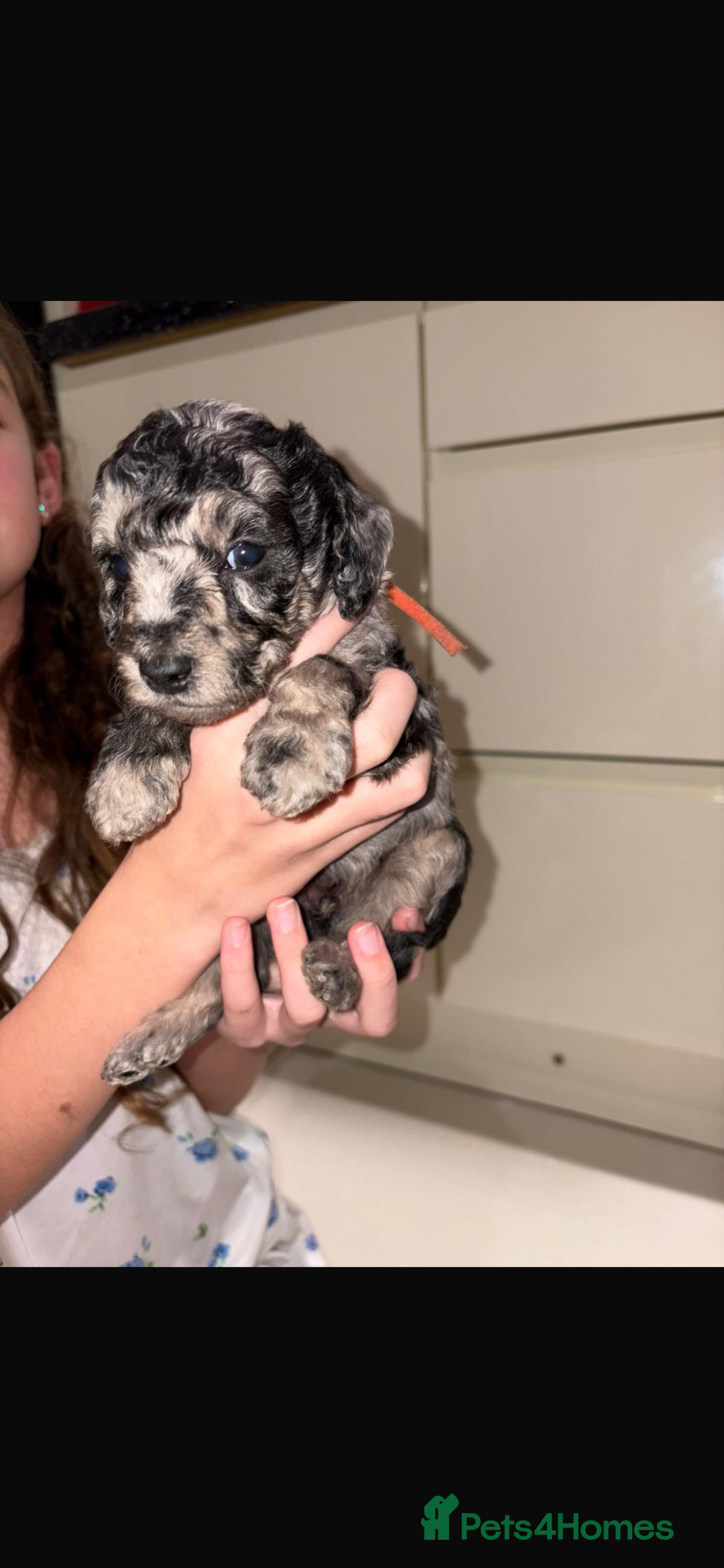 Miniature Poodle dogs for sale: Miniature Merle poodle puppies 🌈🐶❤️ - Advert 10