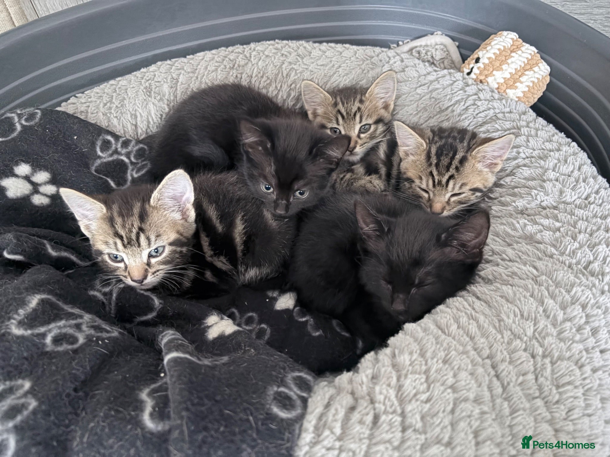 Mixed Breed cats Beautiful Mixed Breed Kittens.  - Advert 2