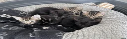Mixed Breed cats for sale: Beautiful Mixed Breed Kittens.  - Advert 1