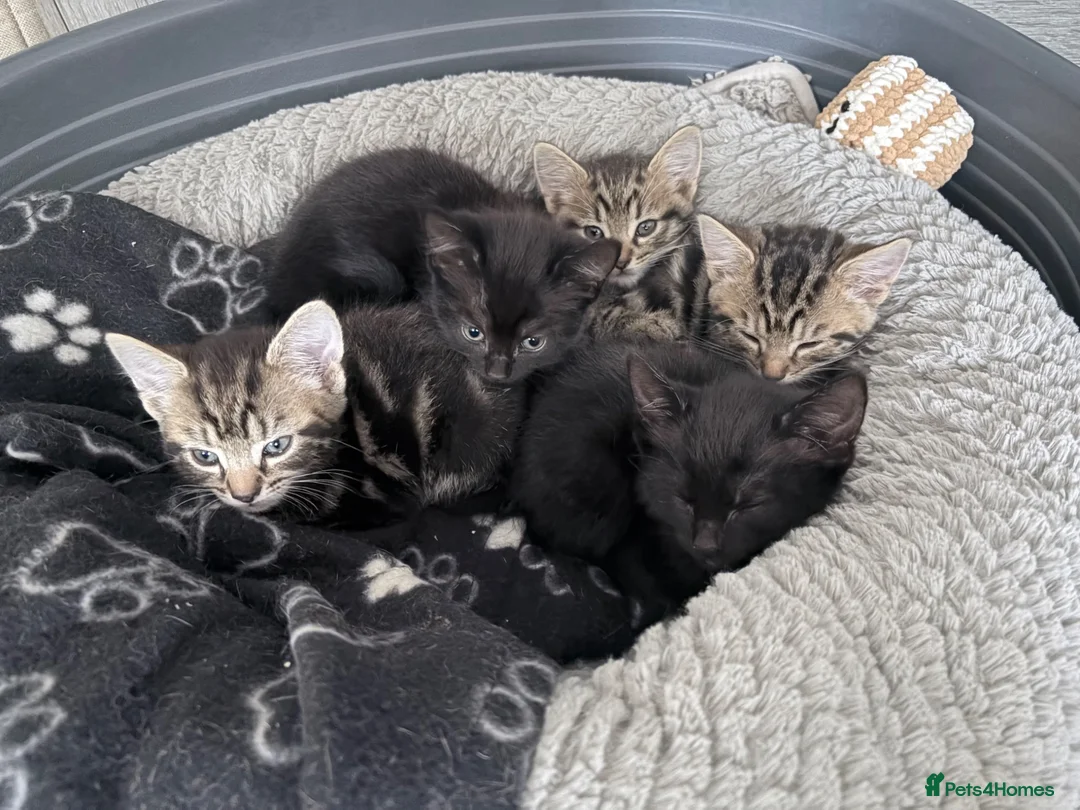 Mixed Breed cats for sale: Beautiful Mixed Breed Kittens.  - Advert 1