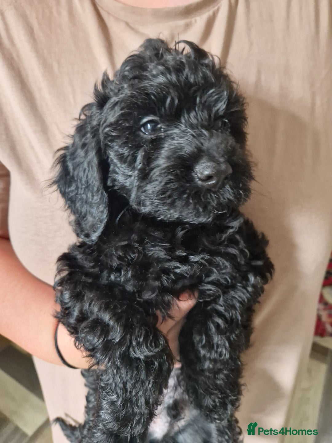 Cockapoo dogs for sale: F2 cockapoo puppies - Image 6