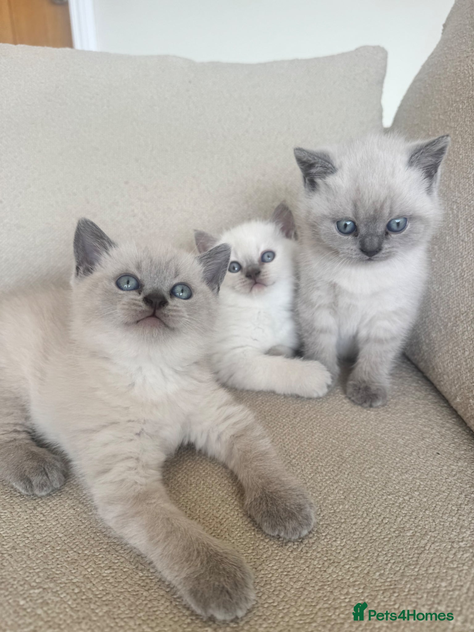 British Shorthair cats CHAMPION BLOODLINE PEDIGREE SHORTHAIR KITTENS - Advert 2