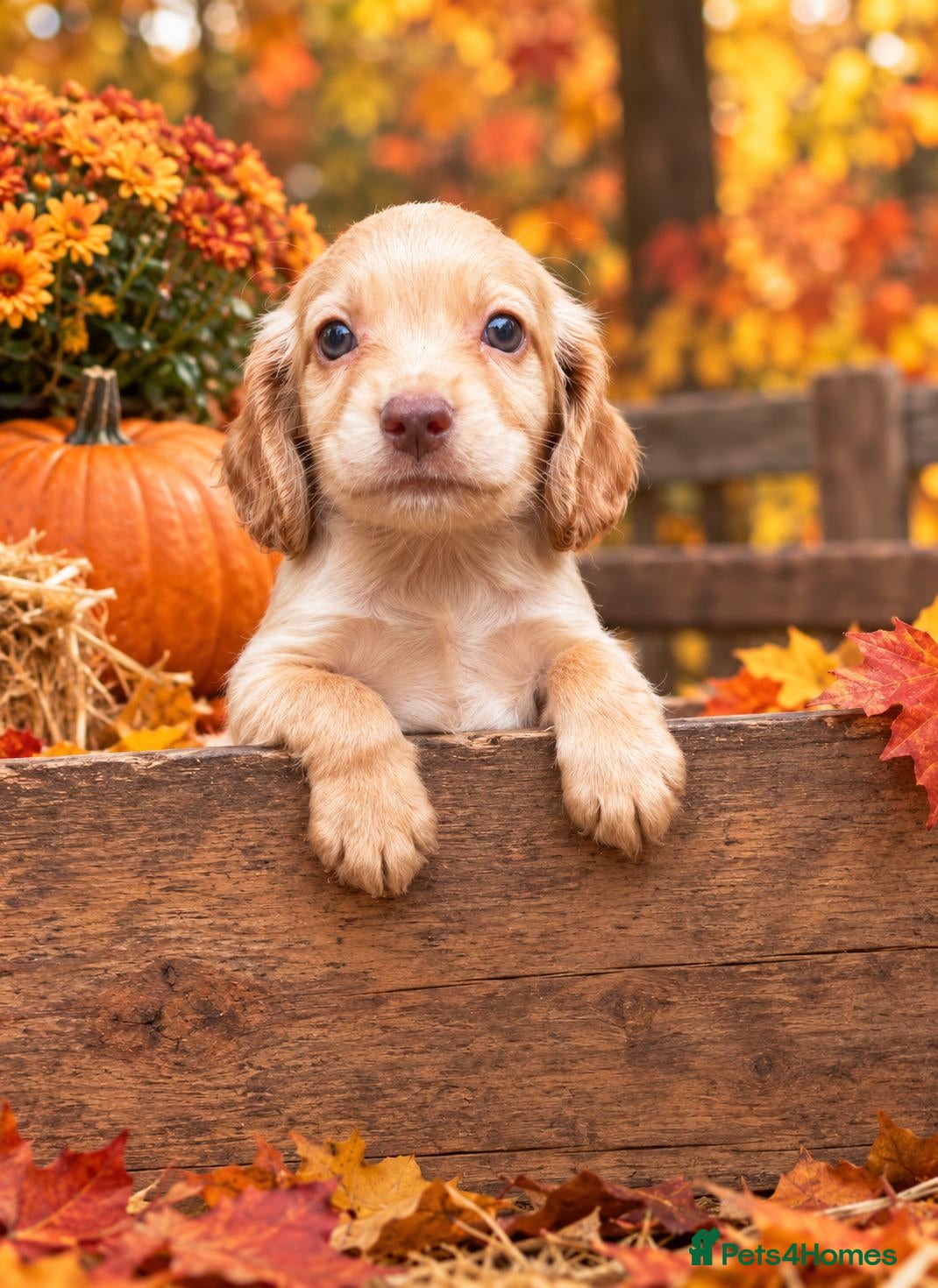 Cocker Spaniel dogs Gorgeous cocker spaniel puppies - Advert 1