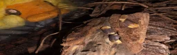 Isopods invertebrates for sale: Cubaris sp. RUBBER DUCKY - Advert 3