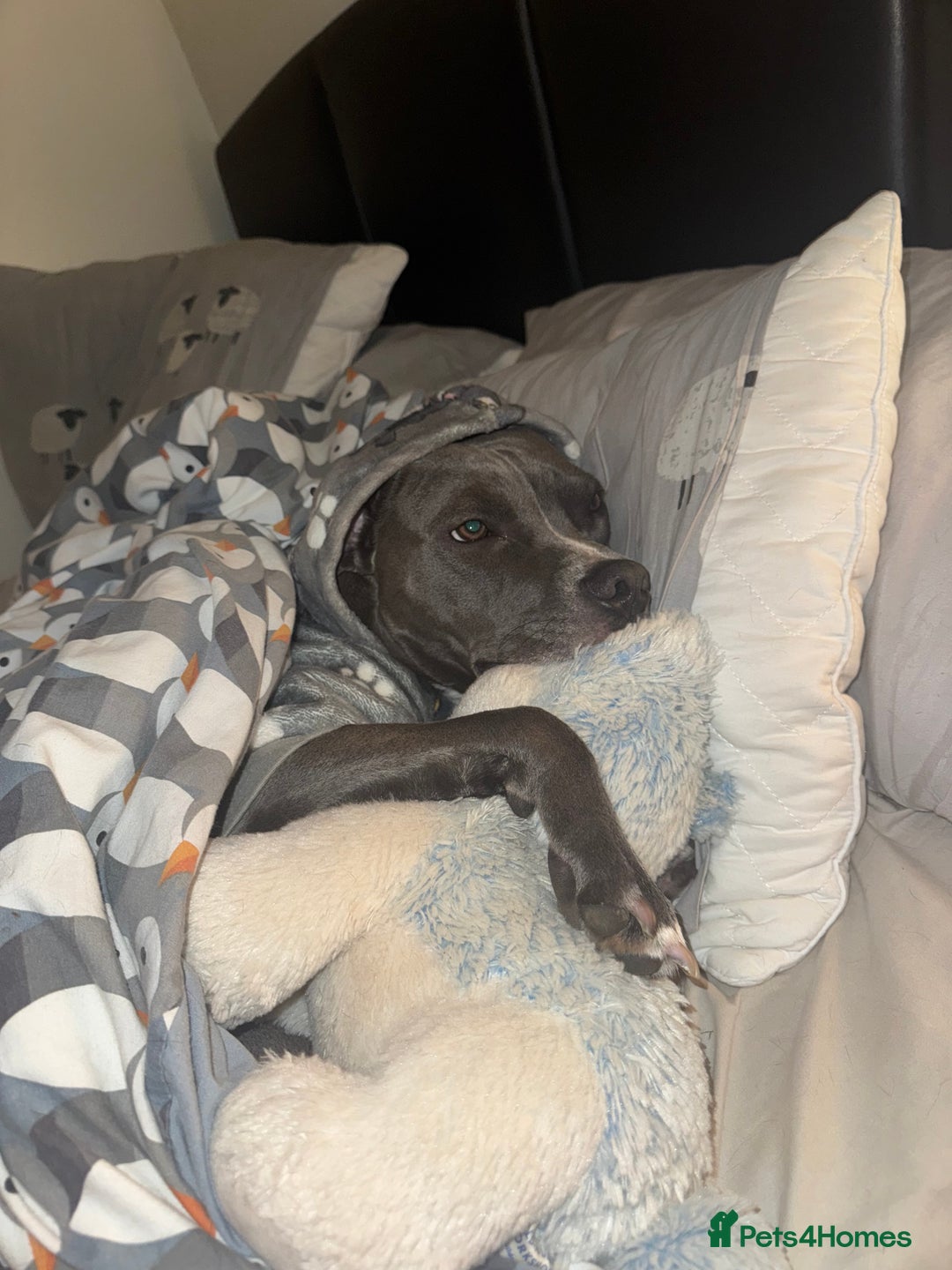 Staffordshire Bull Terrier dogs for sale: Rehoming, please read below. - Advert 15