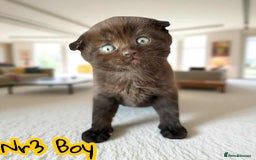 Scottish Fold cats for sale: 3 Scottish Fold Boys STILL AVAILABLE - Image 16