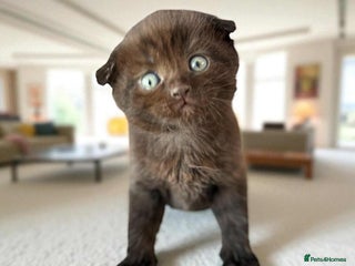 Scottish Fold cats - Advert 2