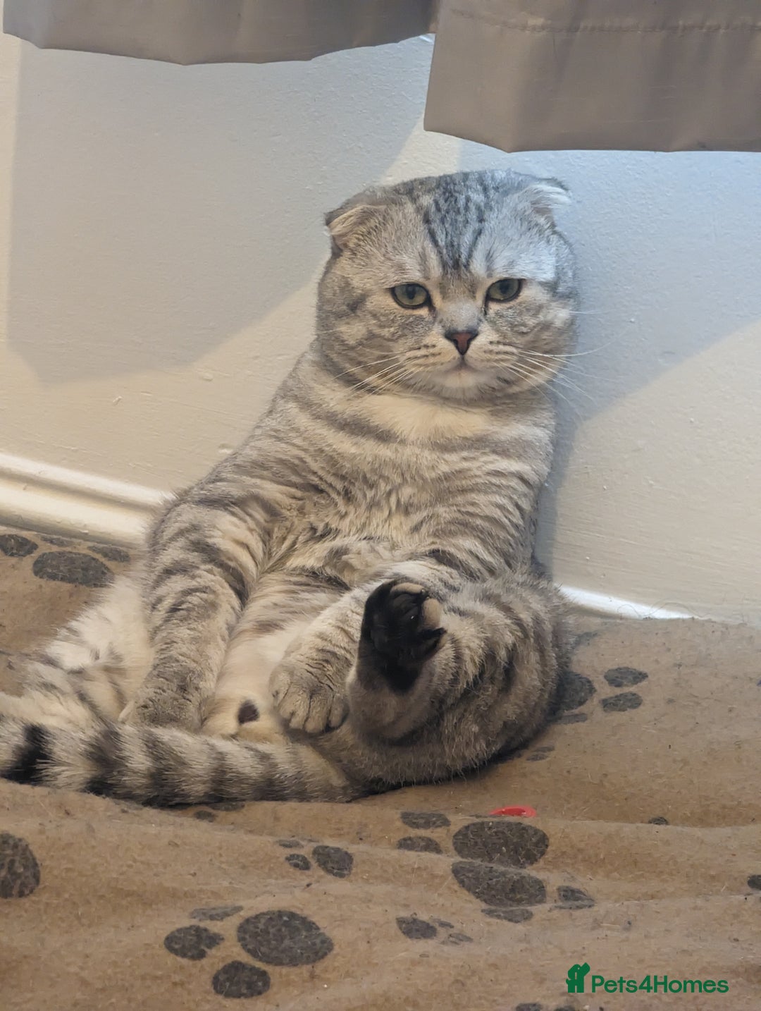 Scottish Fold cats for stud: In search of a calling Queen - Advert 2