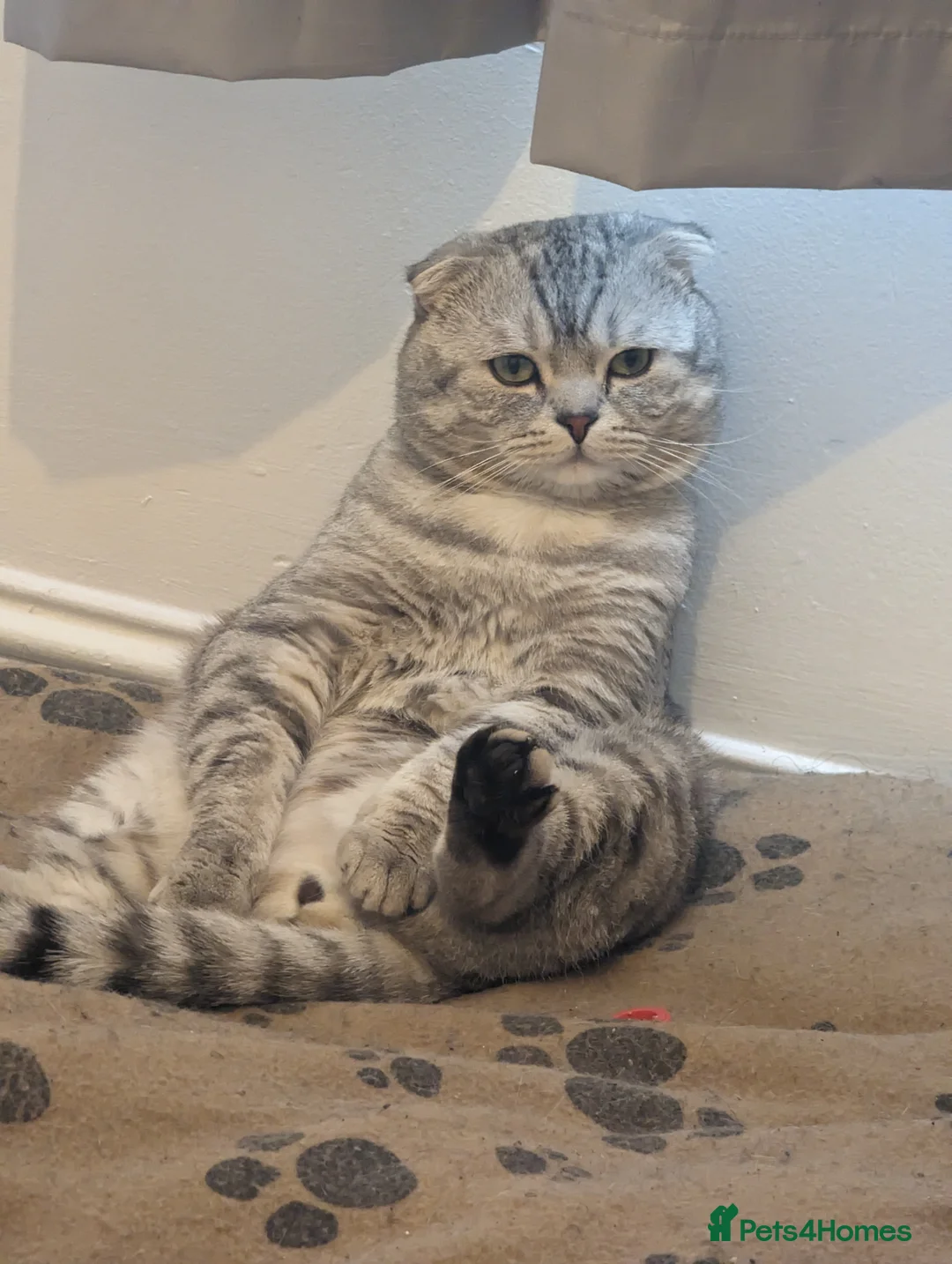 Scottish Fold cats for stud: Urgent In search of a calling Queen - Advert 2