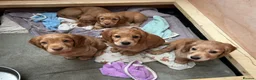 Cocker Spaniel dogs for sale: *upcoming litter* cocker spaniel  - Advert 4