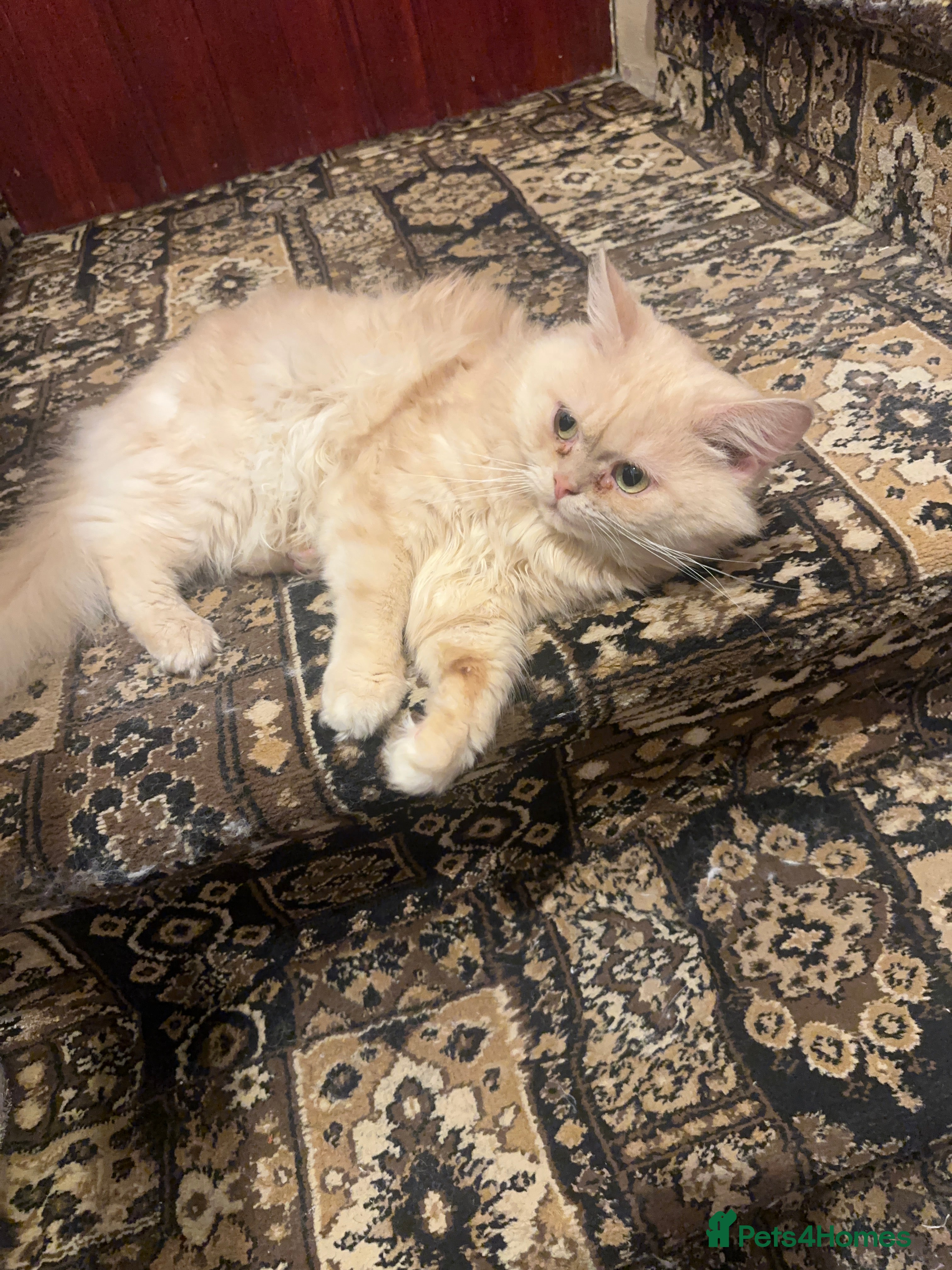 Persian cats Make Persian Cat - Advert 2