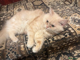 Persian cats Make Persian Cat - Advert 5