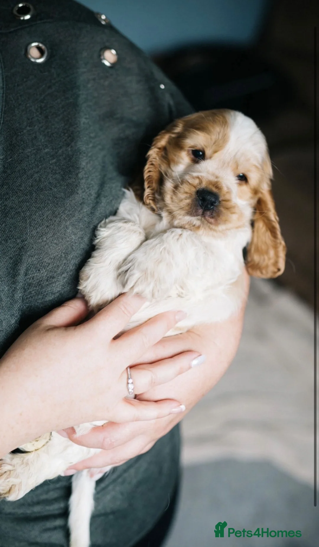 Cocker Spaniel dogs for sale: Last one remaining  - Advert 14