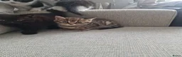 Mixed Breed cats for sale: 5 Kittens  in Manchester - Advert 8