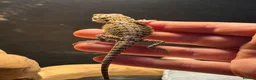 Bearded Dragon reptiles for sale: Trans Hypo Bearded Dragons - Advert 21