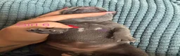 Staffordshire Bull Terrier dogs for sale: Beautiful KC Staffordshire Bull Terrier Puppies ❤️ - Advert 12