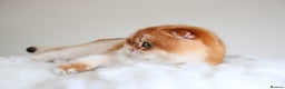 Scottish Fold cats for sale: Beautiful Golden Chinchilla Girl  - Advert 4