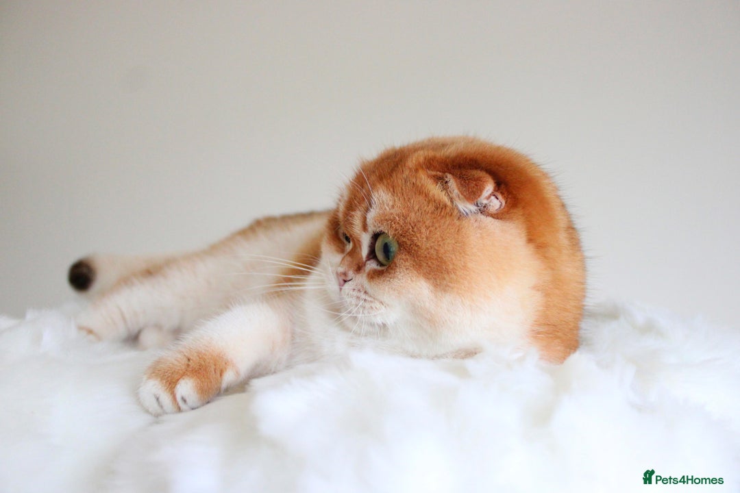 Scottish Fold cats for sale: Beautiful Golden Chinchilla Girl  - Advert 4