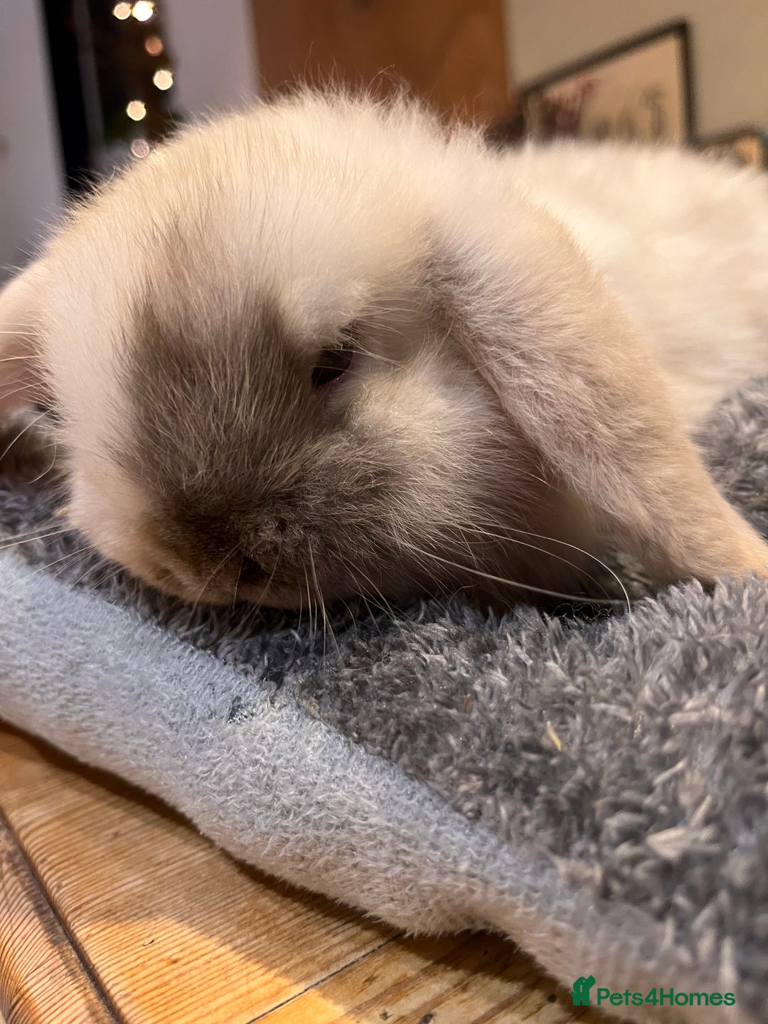 Mini Lop rabbits for sale: Beautiful Mini lop buck for sale  - Advert 3