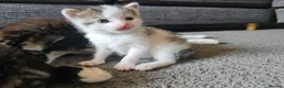 Mixed Breed cats for sale: 4 Gorgeous Kittens in Runcorn - Advert 20