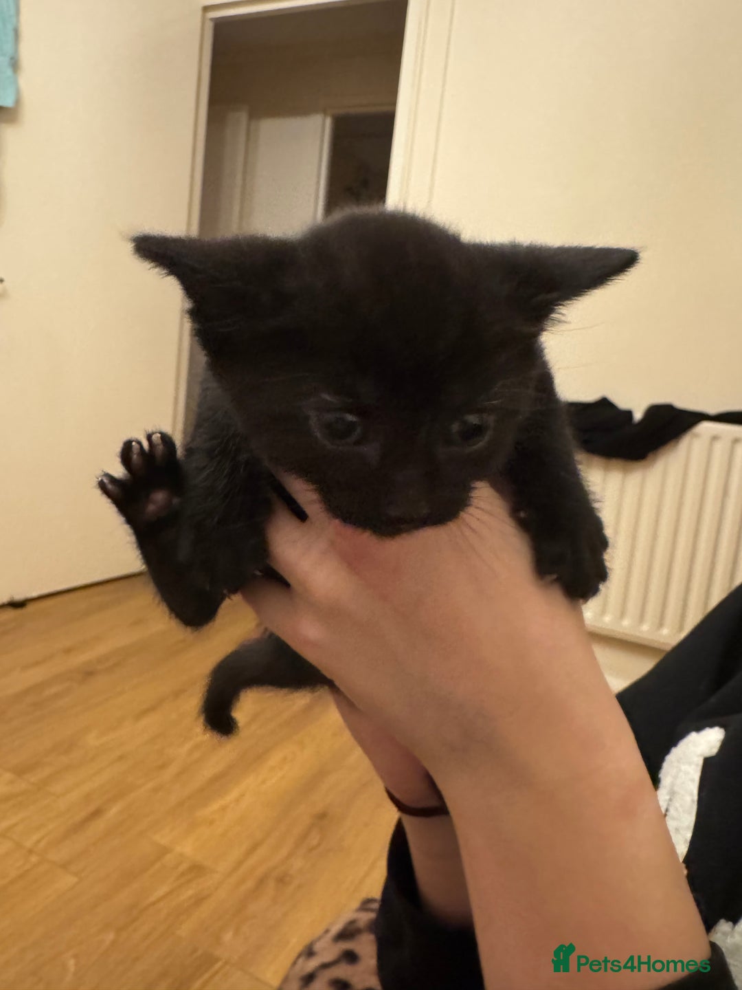 Mixed Breed cats for sale: 5 beautiful kittens for sale - Advert 7