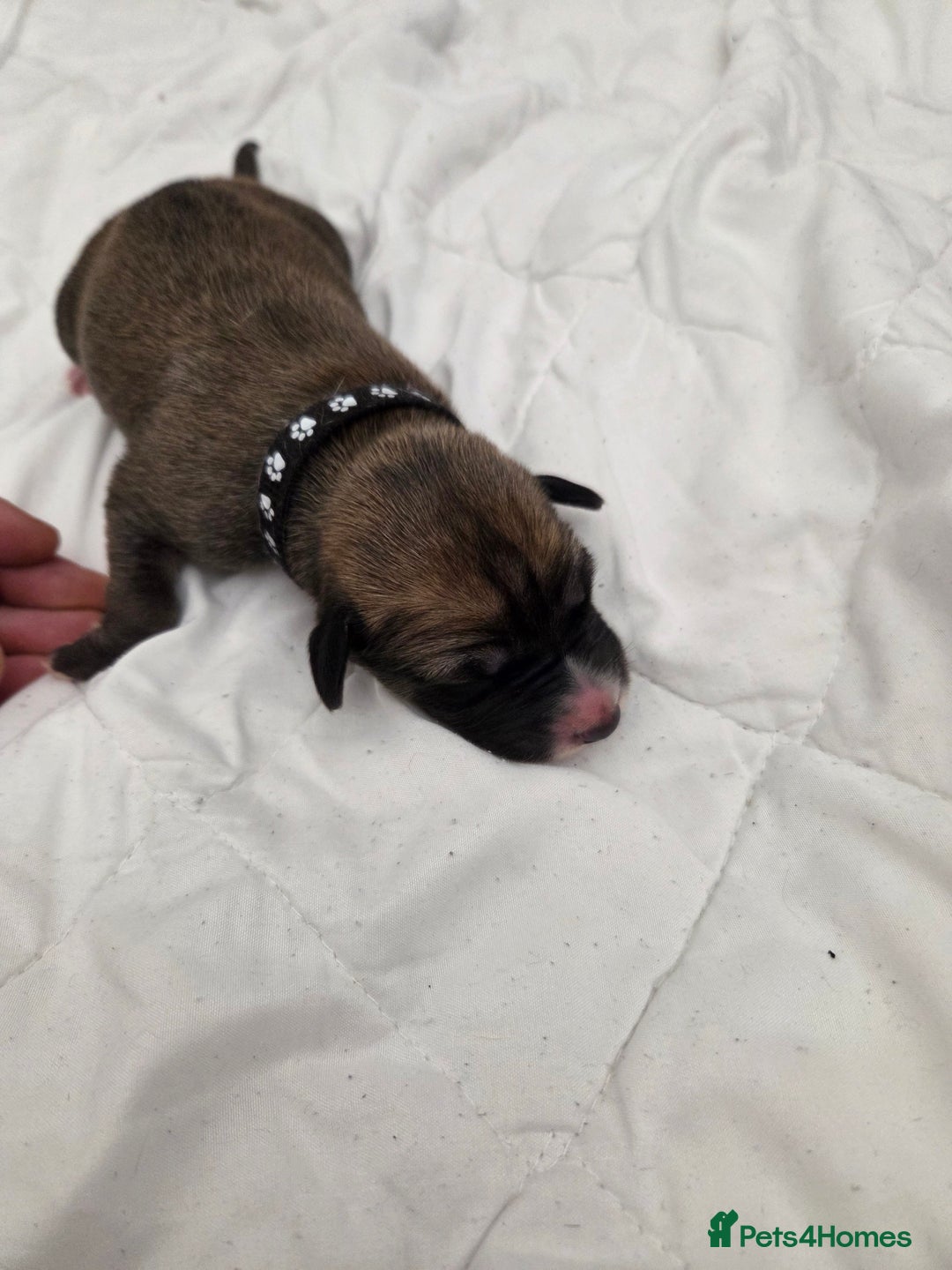 Mixed Breed dogs for sale: Saluki x lurcher hybrid  - Advert 9