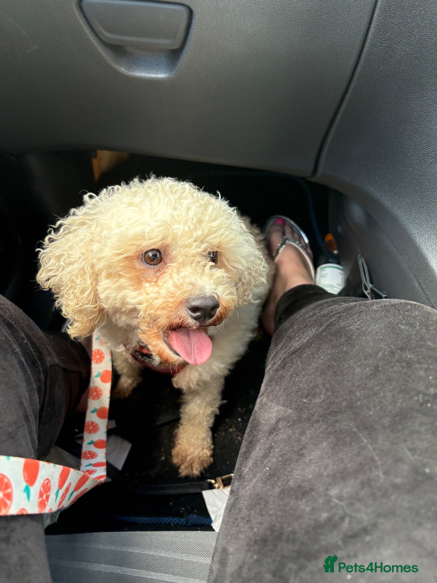 Bichon Frise dogs Precious - Advert 1