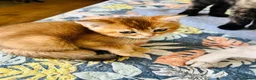 Scottish Fold cats for sale: BEAUTIFUL KITTENS LOOKING FOR THEIR FOREVER HOMES! - Advert 19