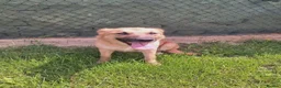 Mixed Breed dogs for adoption: Ruby for adoption!  in Brackley - Advert 8