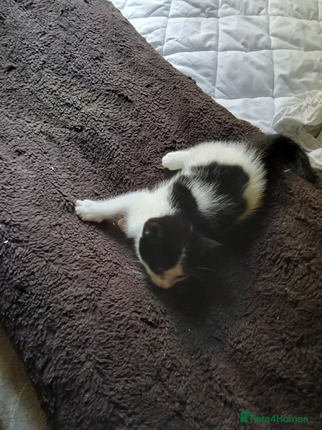 Ragdoll cats for sale: Ragdoll cross in Farnborough - Advert 8