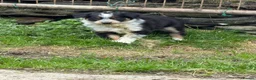 Border Collie dogs for sale: Border collie pups for sale - Advert 11
