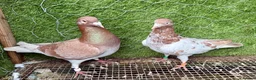 Pigeons birds for sale: Beautiful Vaccinated Pigeons – Quick Sale £20 - Advert 33