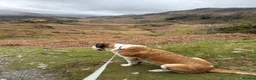 Saint Bernard dogs for sale: Exceptional St Bernard Puppies - Advert 19
