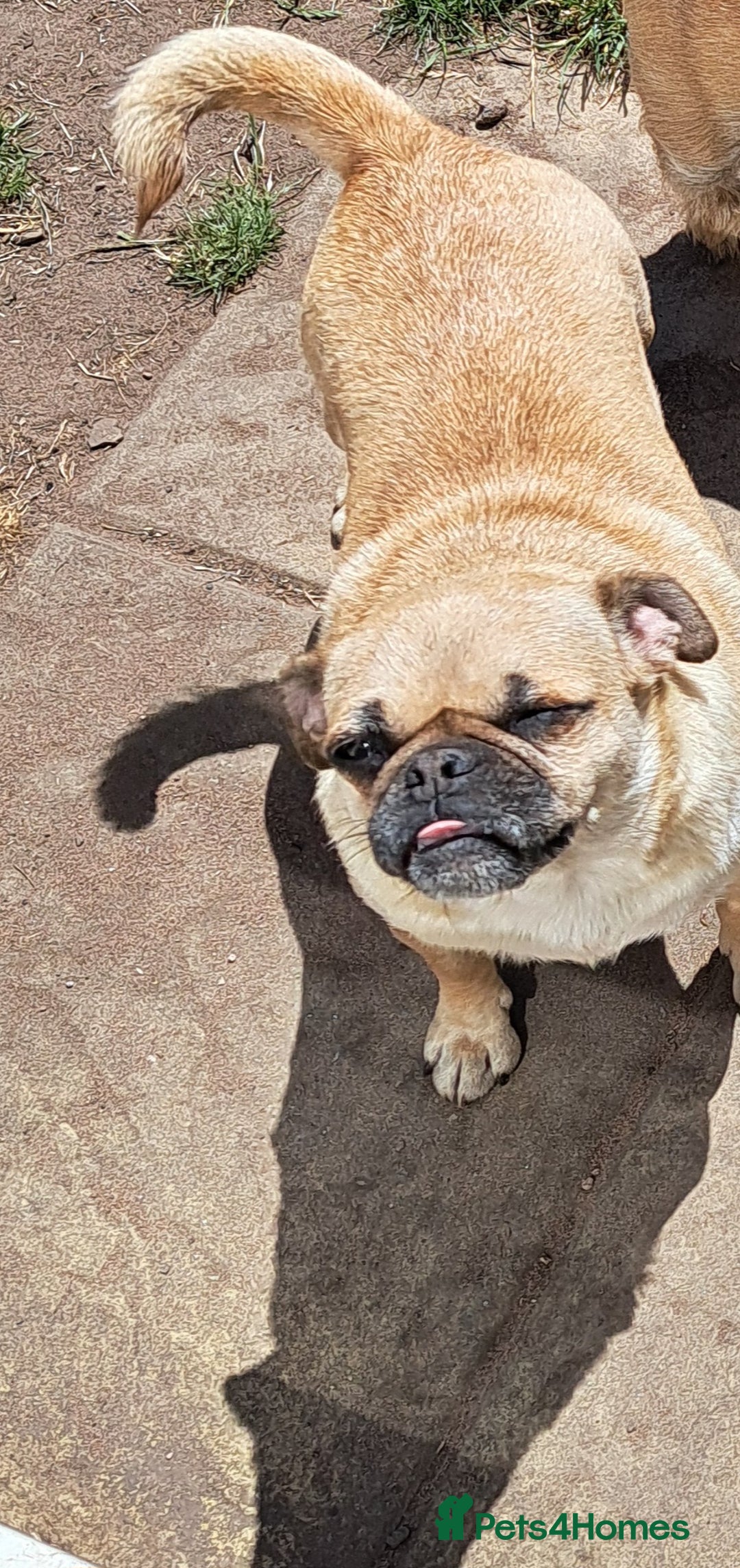 Mixed Breed dogs for sale: Perfect litter of pug cross shih-tzu  - Advert 22