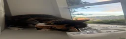 Mixed Breed cats for sale: two kittens for sale  - Advert 8