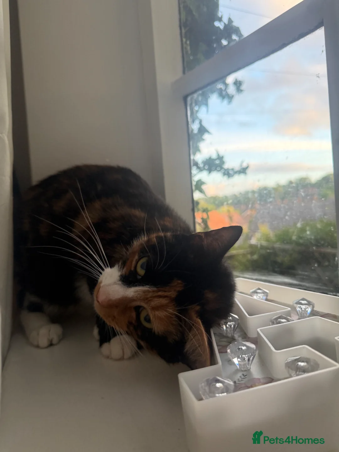 Mixed Breed cats for sale: two kittens for sale  - Advert 8