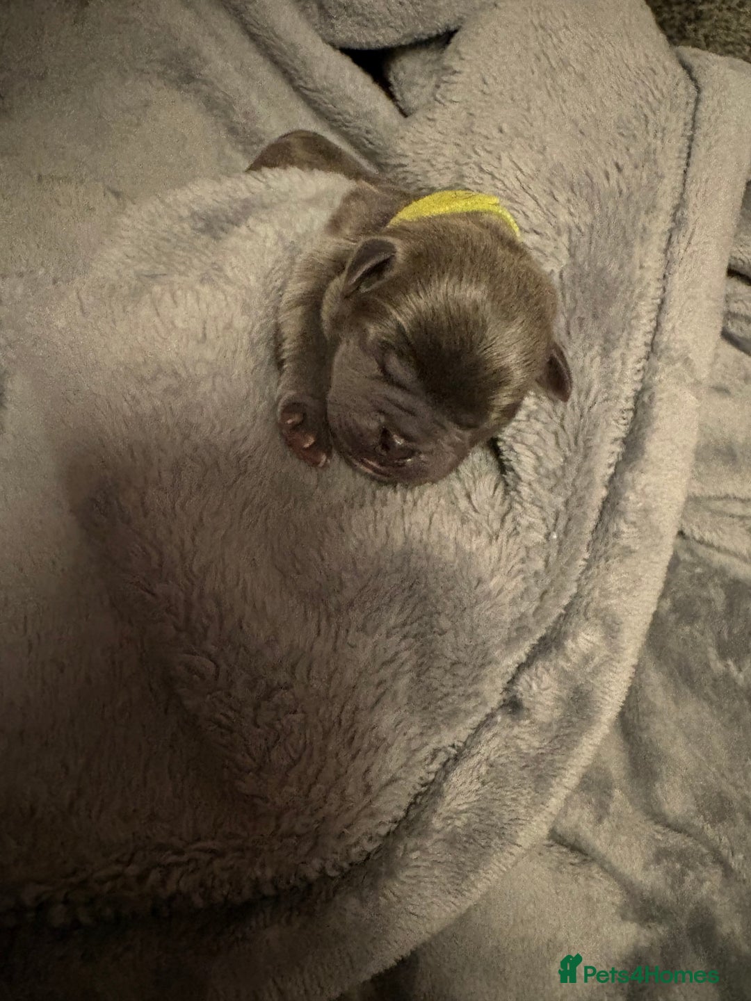 Pug dogs for sale: 6 stunning pugs for sale - Advert 5