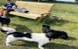 Mixed Breed dogs for adoption: ROSA - FOR ADOPTION  - Image 2
