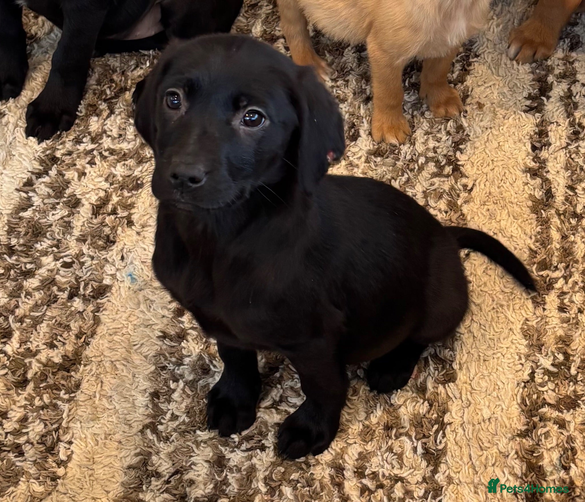 Labrador Retriever dogs Fox Red & Black Lab Retriever Puppies For Sale - Advert 1