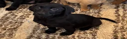 Labrador Retriever dogs for sale: Fox Red & Black Lab Retriever Puppies For Sale - Advert 1
