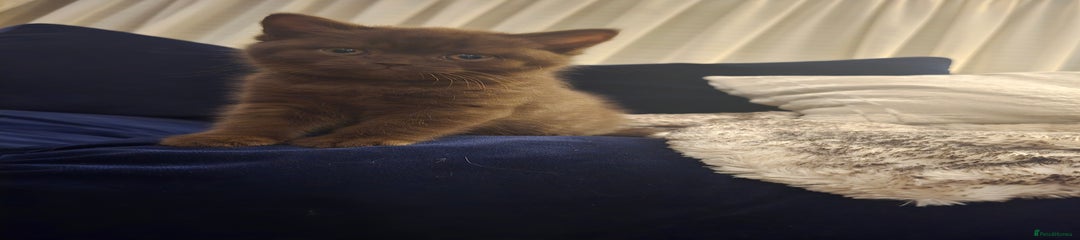 British Shorthair Kitten 2