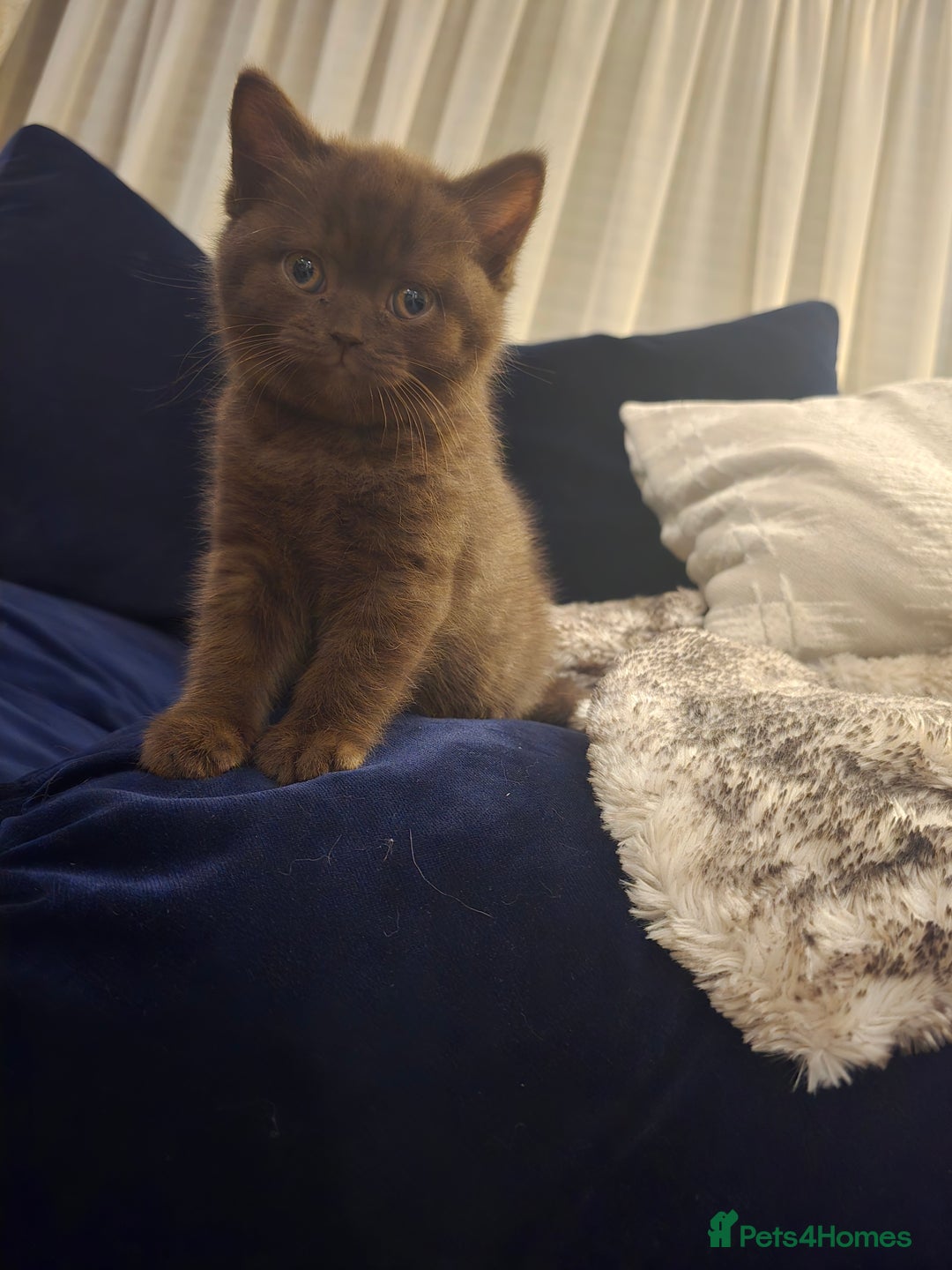 British Shorthair cats for sale: 🤎gccf redgistered British Shorthair Kittens🤎 - Image 6