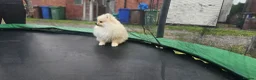 Pomeranian dogs for sale: Super fluffy small cream sable pomeranians - Advert 7