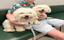 Mixed Breed dogs for sale: Bichon Maltese puppies!!! 3 girls and 1 boy!!! - Image 17