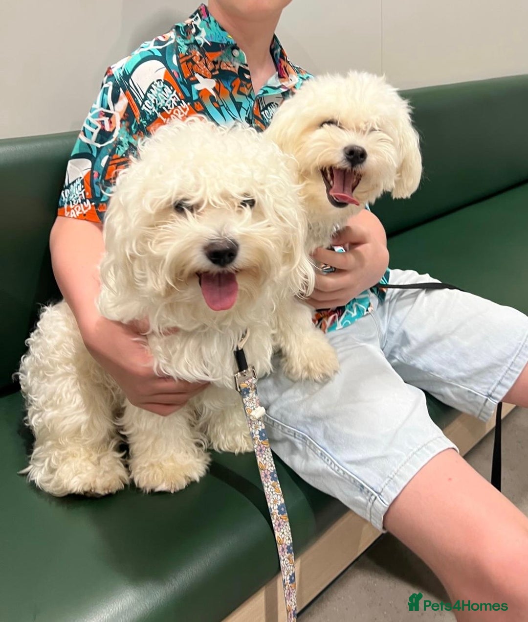 Mixed Breed dogs for sale: Bichon Maltese puppies!!! 3 girls and 1 boy!!! - Image 17
