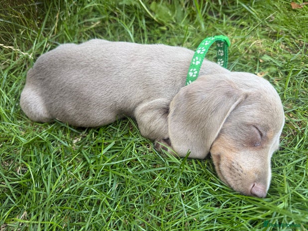 Dachshund dogs - Advert 1