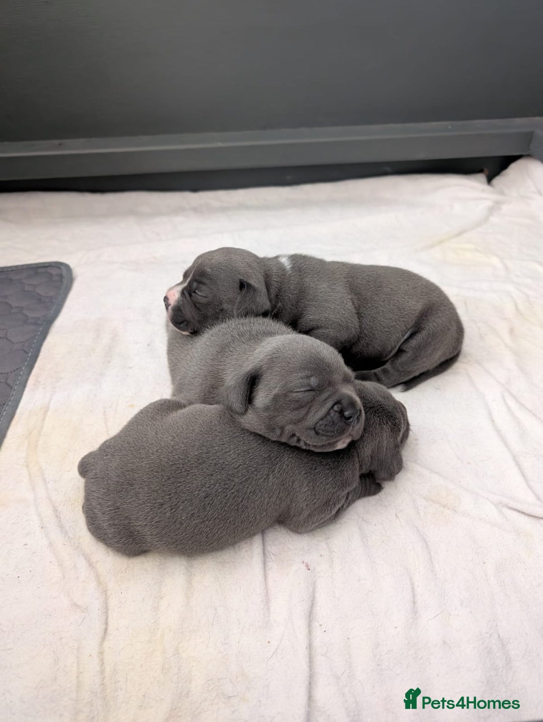 Staffordshire Bull Terrier dogs for sale: Beautiful KC Staffordshire bull terrier Puppies - Image 5