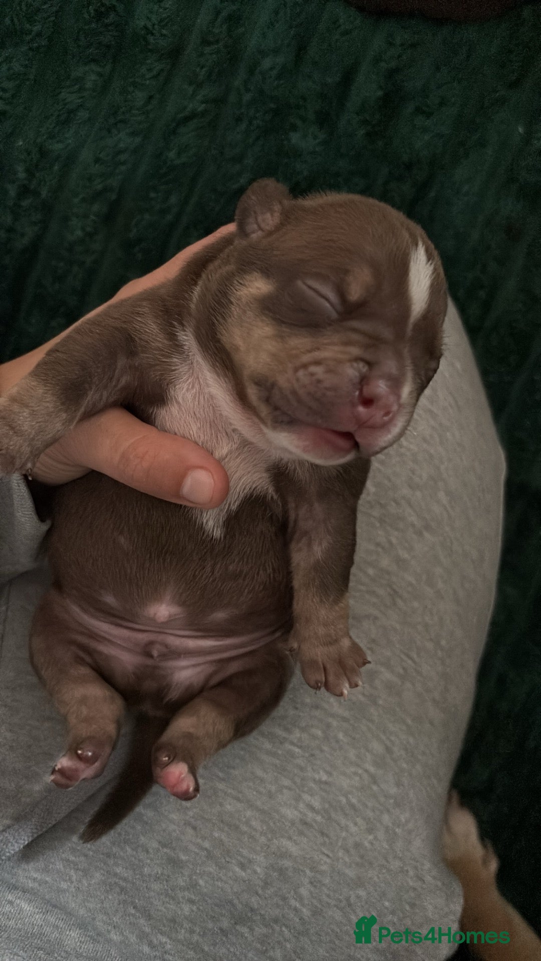 American Bully dogs  bully puppys - Advert 11